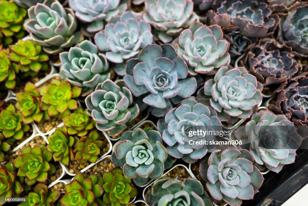 Beautiful top view of Succulent and Cactus