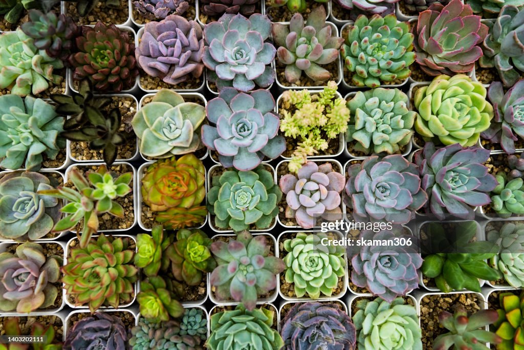 Beautiful top view of Succulent and Cactus