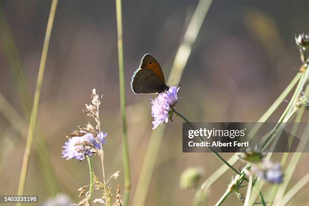 schmetterling in der sommerwiese - sommerwiese stock pictures, royalty-free photos & images