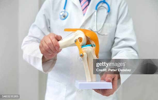 doctor with teaching model of the knee - anatomisches modell stock-fotos und bilder