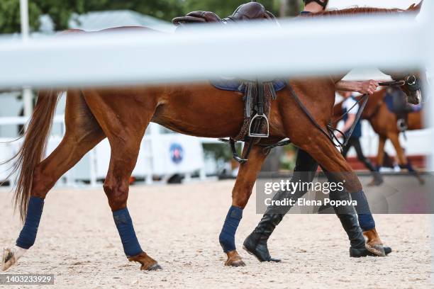 horses walking at the stable, low section - dressage stock pictures, royalty-free photos & images