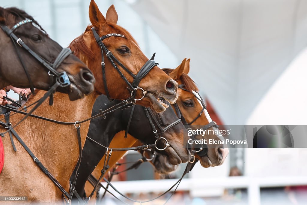 Horses Standing At The Stable