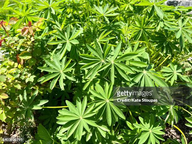 lupine - lupin stock pictures, royalty-free photos & images