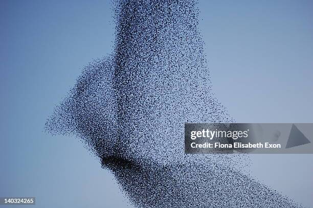 vast bird-shaped murmuration flock of starlings - bandada de pájaros fotografías e imágenes de stock
