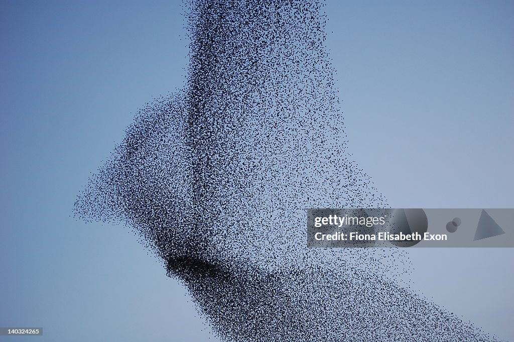 Vast bird-shaped murmuration flock of starlings