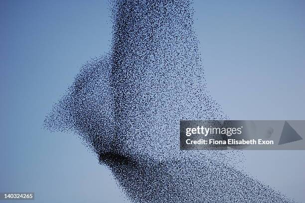 vast bird-shaped murmuration flock of starlings - djurflock bildbanksfoton och bilder