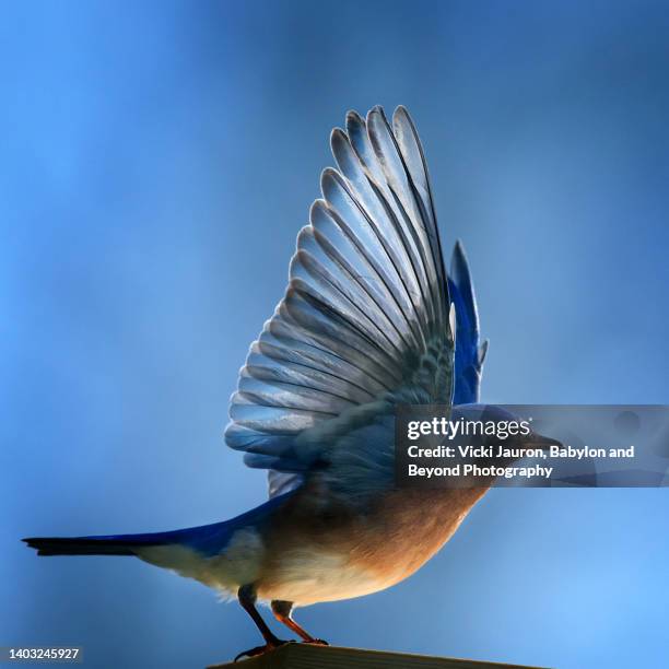 adorable bluebird with backlit wings in audubon, pennsylvania - spread wings stock pictures, royalty-free photos & images