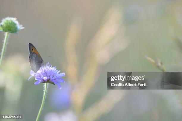 schmetterling in der sommerwiese - sommerwiese stock pictures, royalty-free photos & images