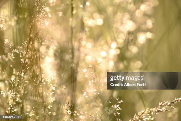 sommerwiese im abendlicht - sommerwiese stock pictures, royalty-free photos & images