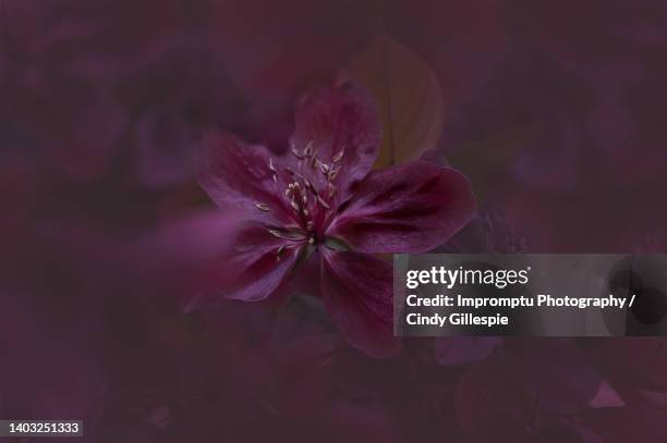 single plum blossom close up - lux gillespie stock pictures, royalty-free photos & images