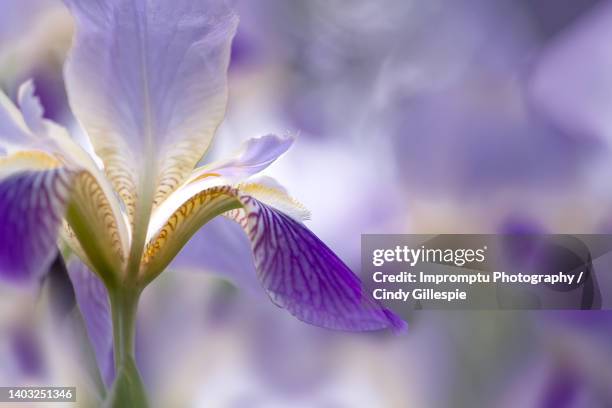 side view bearded iris in natural surroundings - bearded iris stockfoto's en -beelden