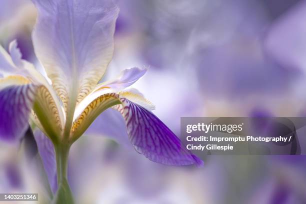 side view bearded iris in natural surroundings - iris 個照片及圖片檔