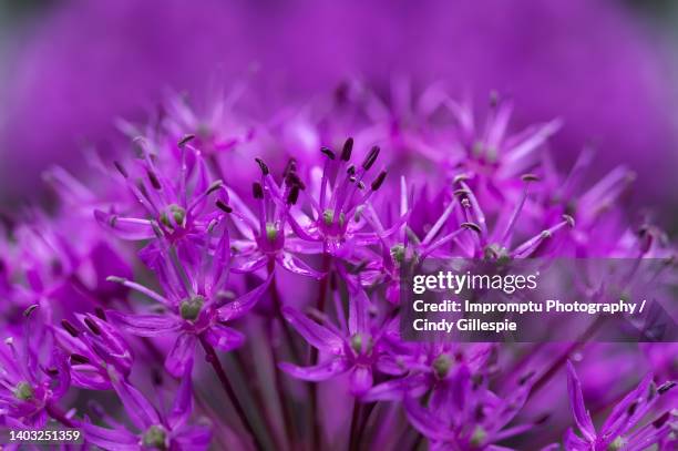 allium in the rain deep purple magenta - allium stock pictures, royalty-free photos & images