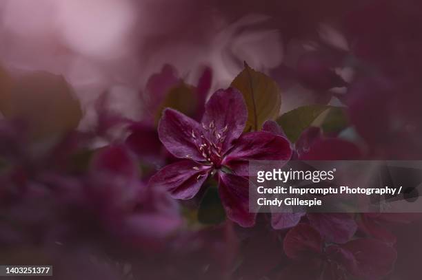 plum blossom close up - maroon flowers stock pictures, royalty-free photos & images