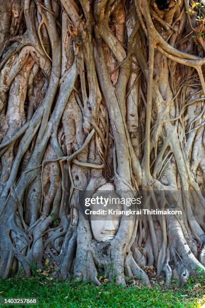 an image of a buddha head in the tree after centuries. - ayuthaya stock pictures, royalty-free photos & images