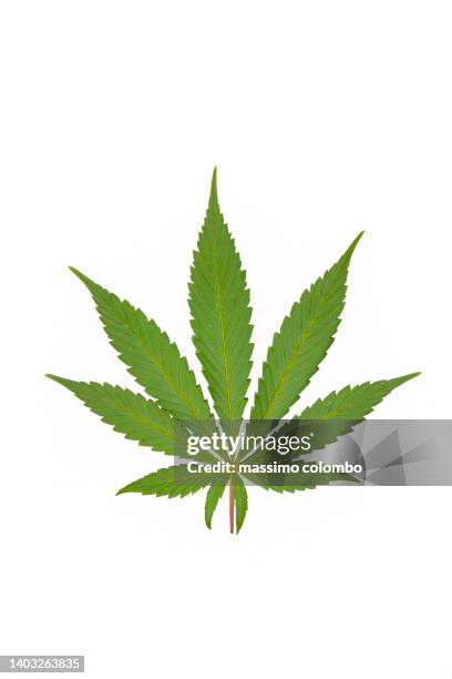 marijuana leaf on white background - hemp stock-fotos und bilder