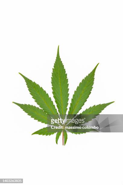 marijuana leaf on white background - cannabis leaf fotografías e imágenes de stock