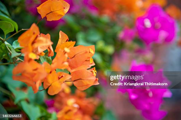 emersion of bougainvillea flowers as background. - emersione stock pictures, royalty-free photos & images