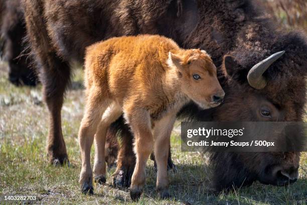 baby bison calf staying close to mother,yellowstone,yellowstone national park,united states,usa - veau jeune animal photos et images de collection