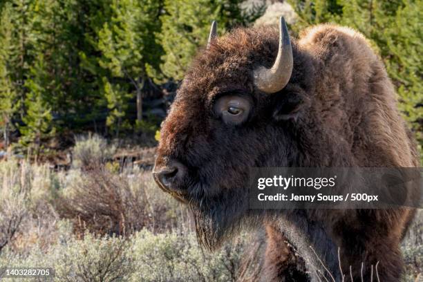 European Bison Vs American Bison