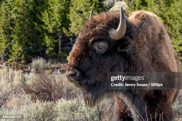 close-up of goat standing on field - prairie stock pictures, royalty-free photos & images