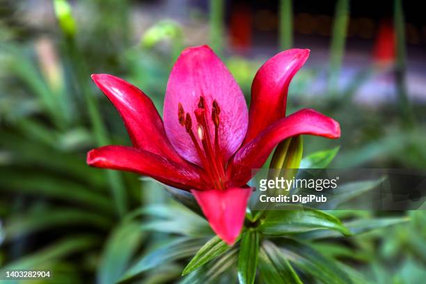 asiatic hybrids (lilium maculatum) deep red lily - asiatic lily - fotografias e filmes do acervo