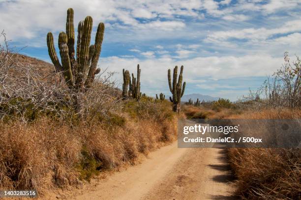 rural sandy road in the mexican desert,surrounded by giant cactus plants,baja california,mexico,todos santos,baja california sur - baja california peninsula stock pictures, royalty-free photos & images