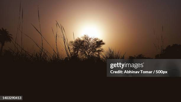 to walk in nature is to witness a thousand miracles,mahavatpur,india - tomar el sol stock-fotos und bilder