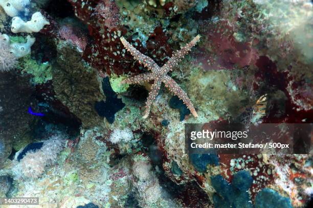 a coral reef,sharm al shiekh,south sinai governorate,egypt - tourism in south sinai stock pictures, royalty-free photos & images