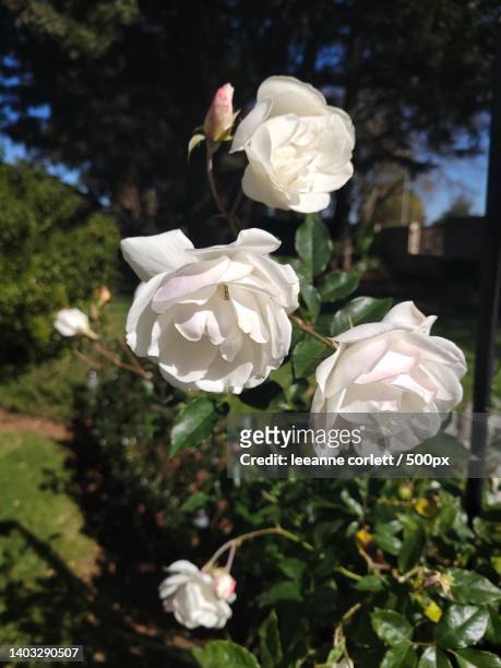 close-up of white roses,kempton park,south africa - kempton stock pictures, royalty-free photos & images