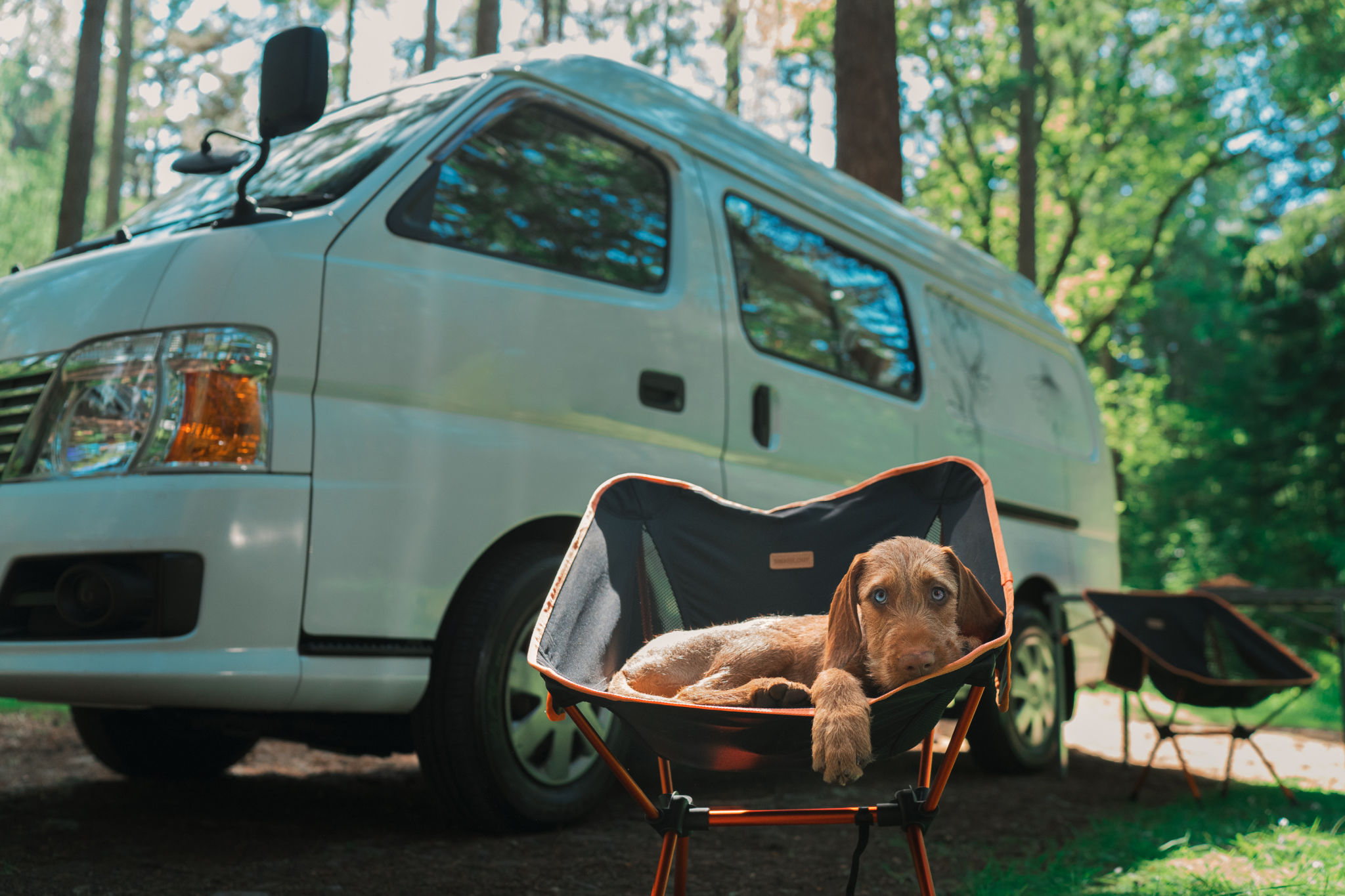 dog camping supplies