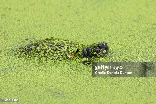 turtle in a pond - wasserlinse stock-fotos und bilder