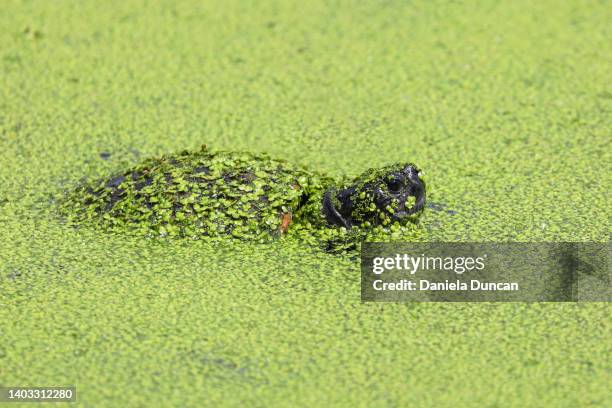 turtle in a pond - kroos stockfoto's en -beelden