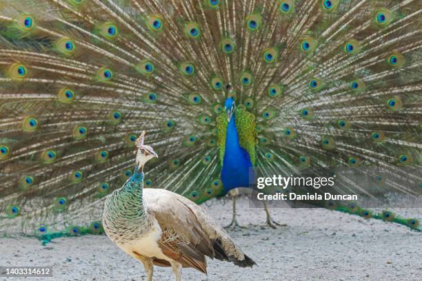 peahen and peacock - dimorphismus stock-fotos und bilder