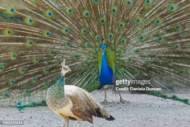 peahen and peacock - pfauenhenne stock-fotos und bilder