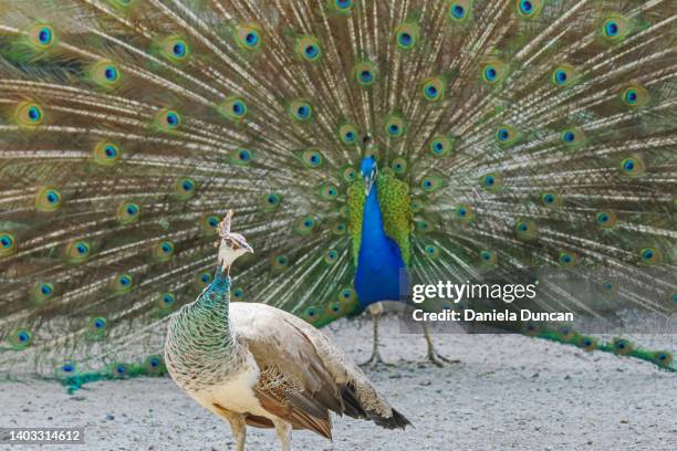 peahen and peacock - 動物の雄 ストックフォトと画像