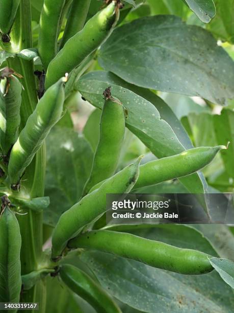 broad bean pods on the stem - seed head stock pictures, royalty-free photos & images
