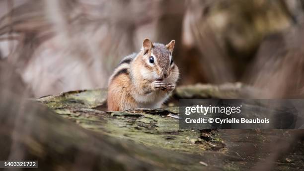 chipmunk in the woods - シマリス ストックフォトと画像