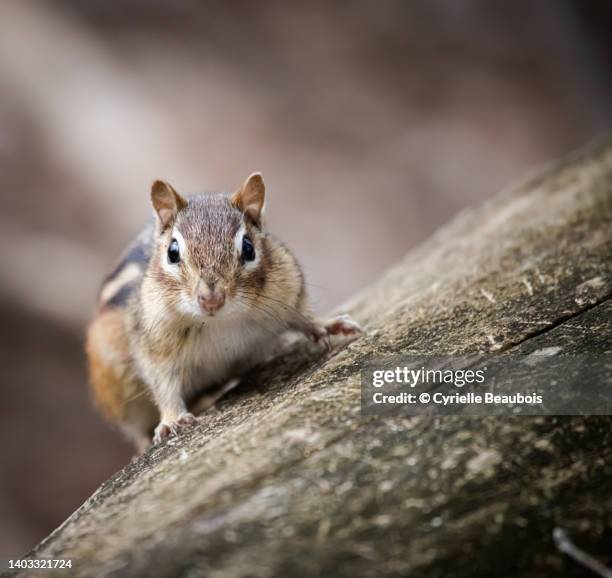 chipmunk in the woods - chipmunk stock pictures, royalty-free photos & images