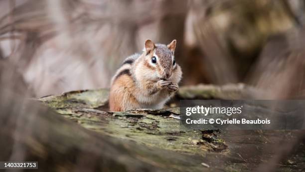 chipmunk in the woods - chipmunk stock pictures, royalty-free photos & images