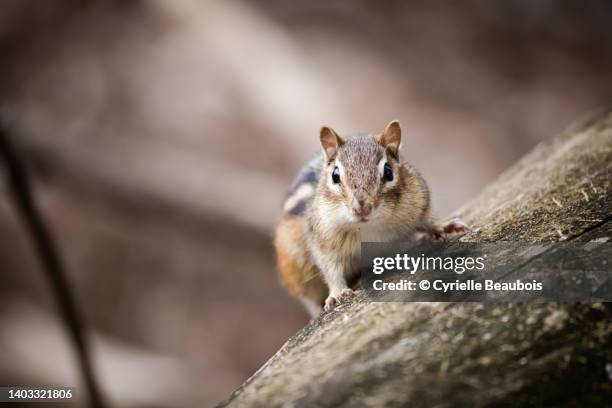 chipmunk in the woods - シマリス ストックフォトと画像