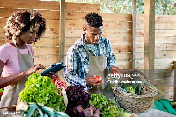 organic farm workers managing vegetable harvest - plum tomato stock pictures, royalty-free photos & images