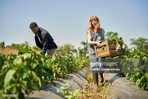 jovens agricultores orgânicos colhendo manjericão - colher atividade agrícola - fotografias e filmes do acervo
