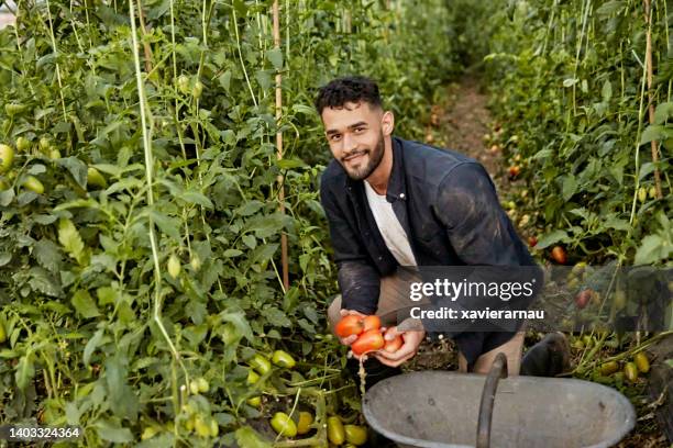 candid portrait of young farm worker gathering plum tomatoes - plum tomato stock pictures, royalty-free photos & images