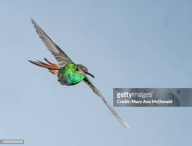 rufous-tailed hummingbird - braunschwanzamazilie stock-fotos und bilder