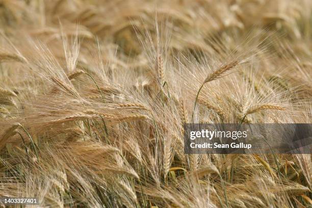 Farmer's field of barley stands on June 16, 2022 near Kamenz, Germany. Due to the ongoing Russian war in Ukraine prices for fertilizer and petrol,...