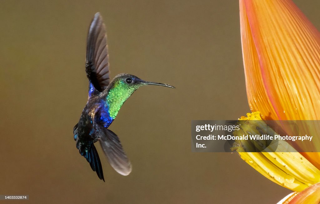 Bronze-tailed Plumeleteer