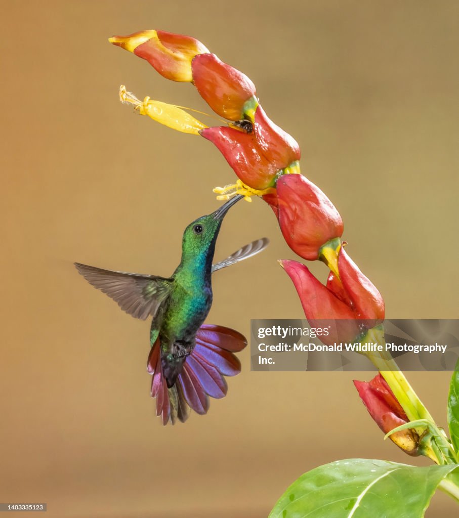 Green-breasted Mango Hummingbird