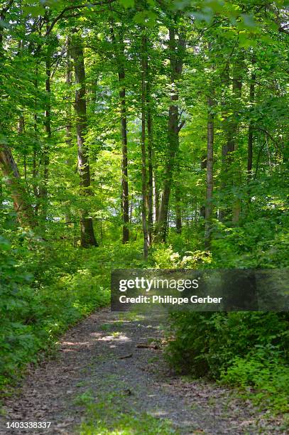 french creek state park, pennsylvania - pennsylvania forest stock pictures, royalty-free photos & images