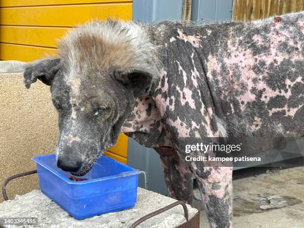 dog with demodectic mange - skin fungus stock pictures, royalty-free photos & images